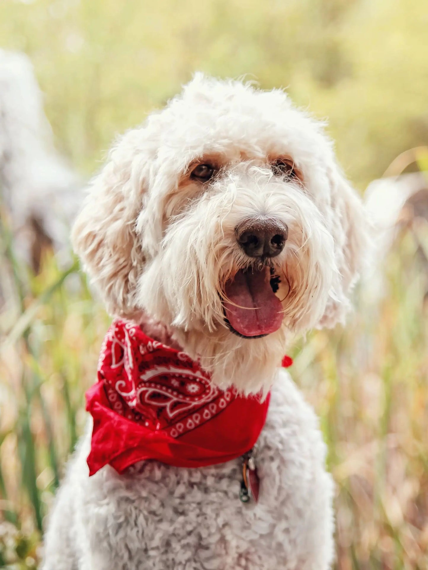 Pack of 6 Bandanas for Dog Cotton Paisley