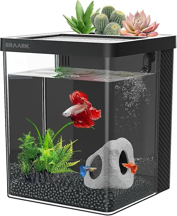 Betta Fish Tank