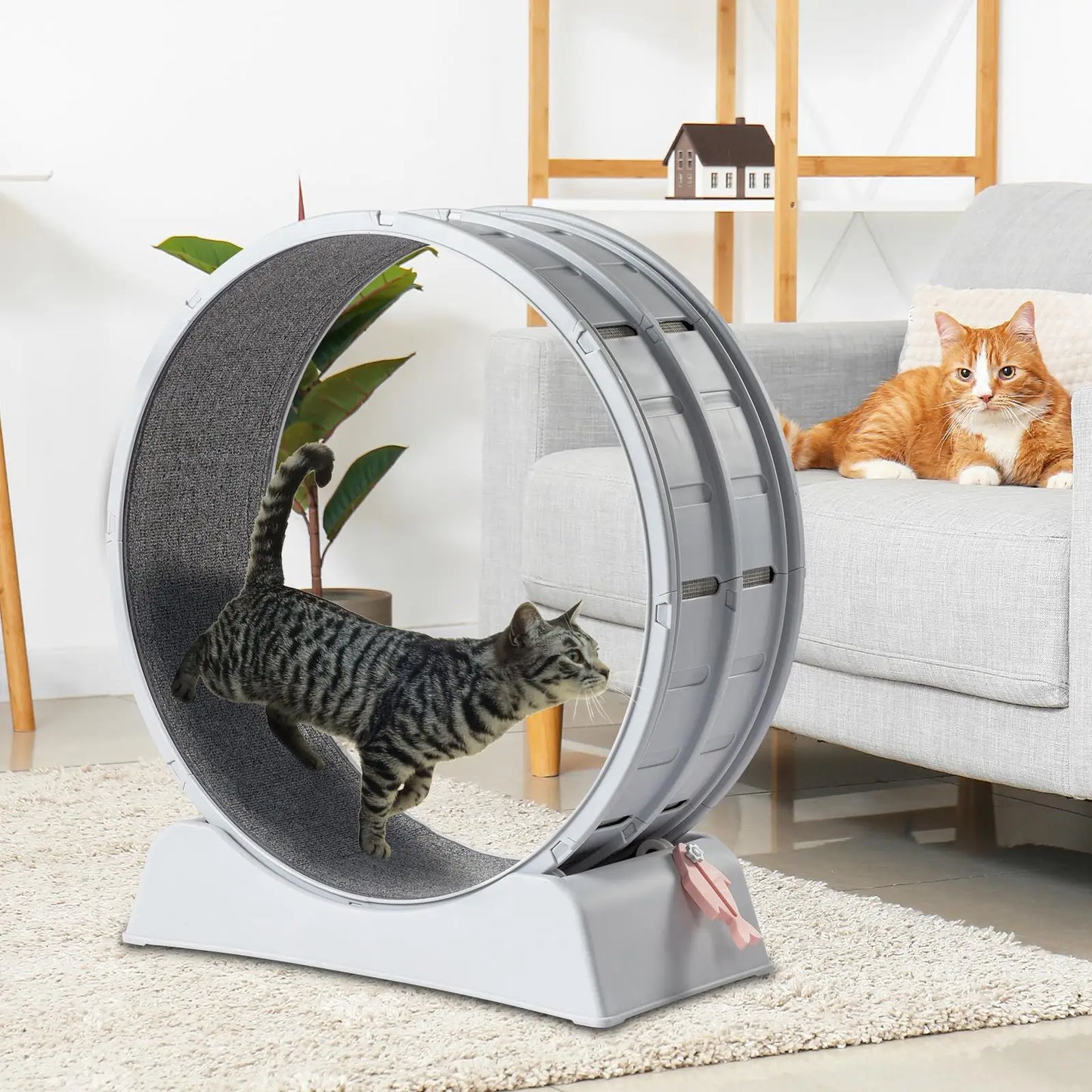 , 31-Inch Treadmill for cats