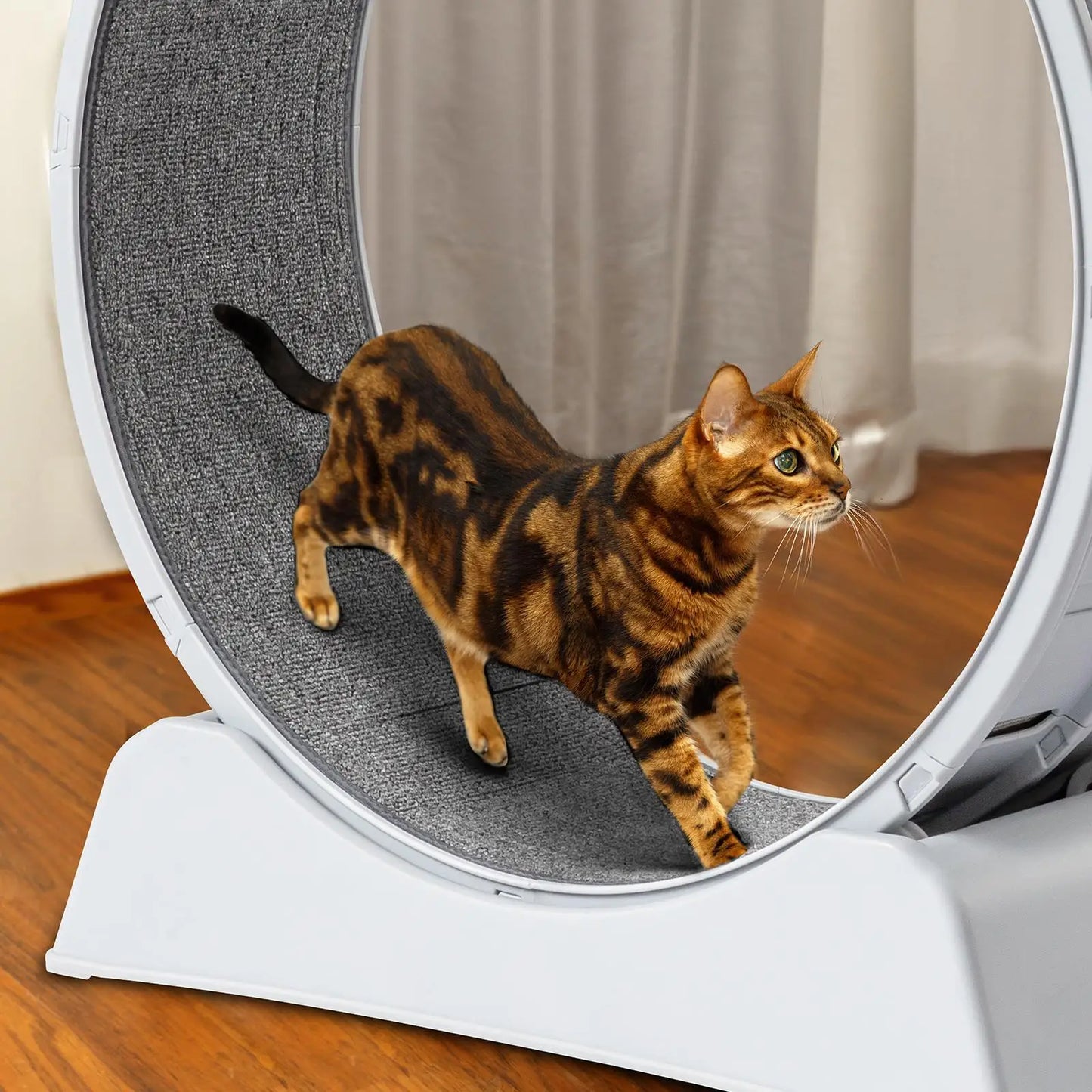 , 31-Inch Treadmill for cats
