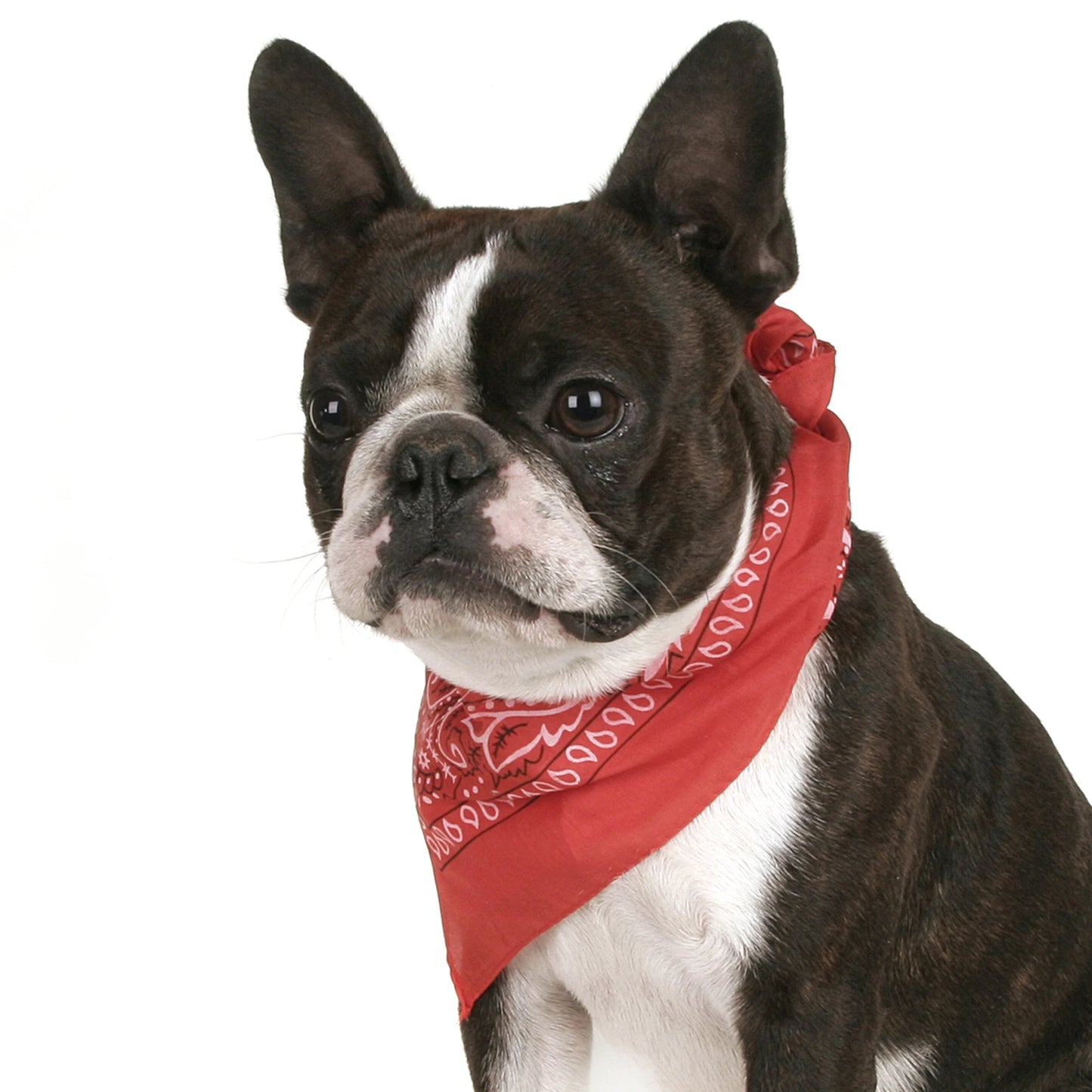 Pack of 6 Bandanas for Dog Cotton Paisley