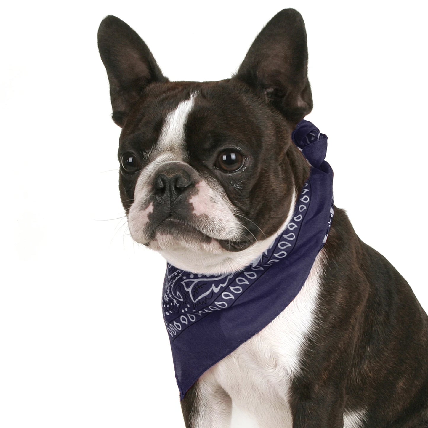 Pack of 6 Bandanas for Dog Cotton Paisley
