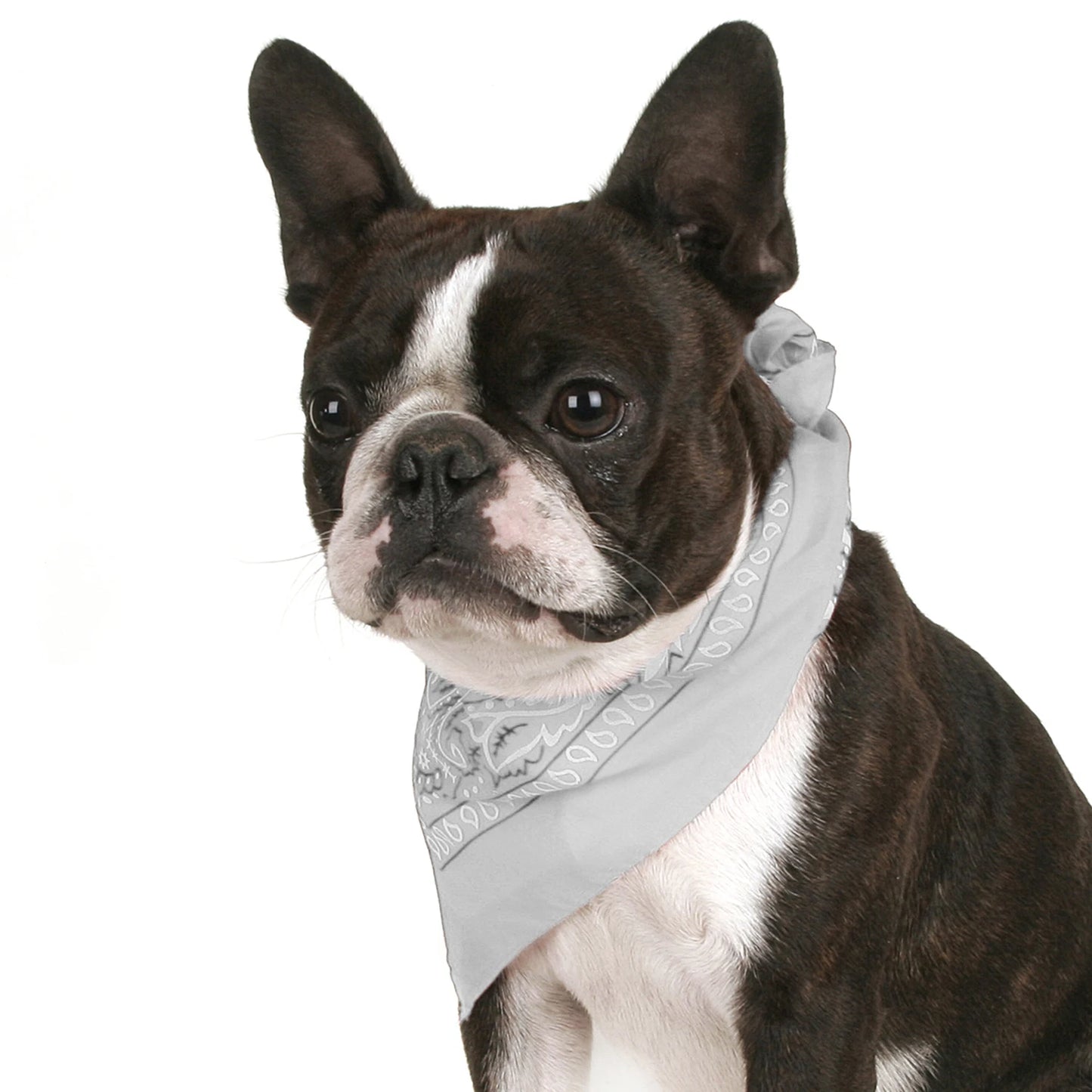Pack of 6 Bandanas for Dog Cotton Paisley
