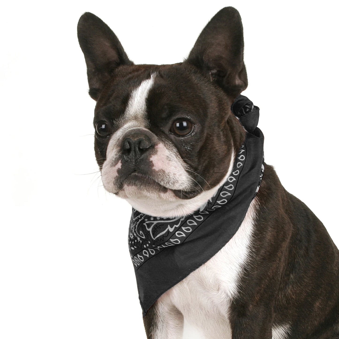 Pack of 6 Bandanas for Dog Cotton Paisley